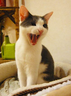 いたずらっこちゃん